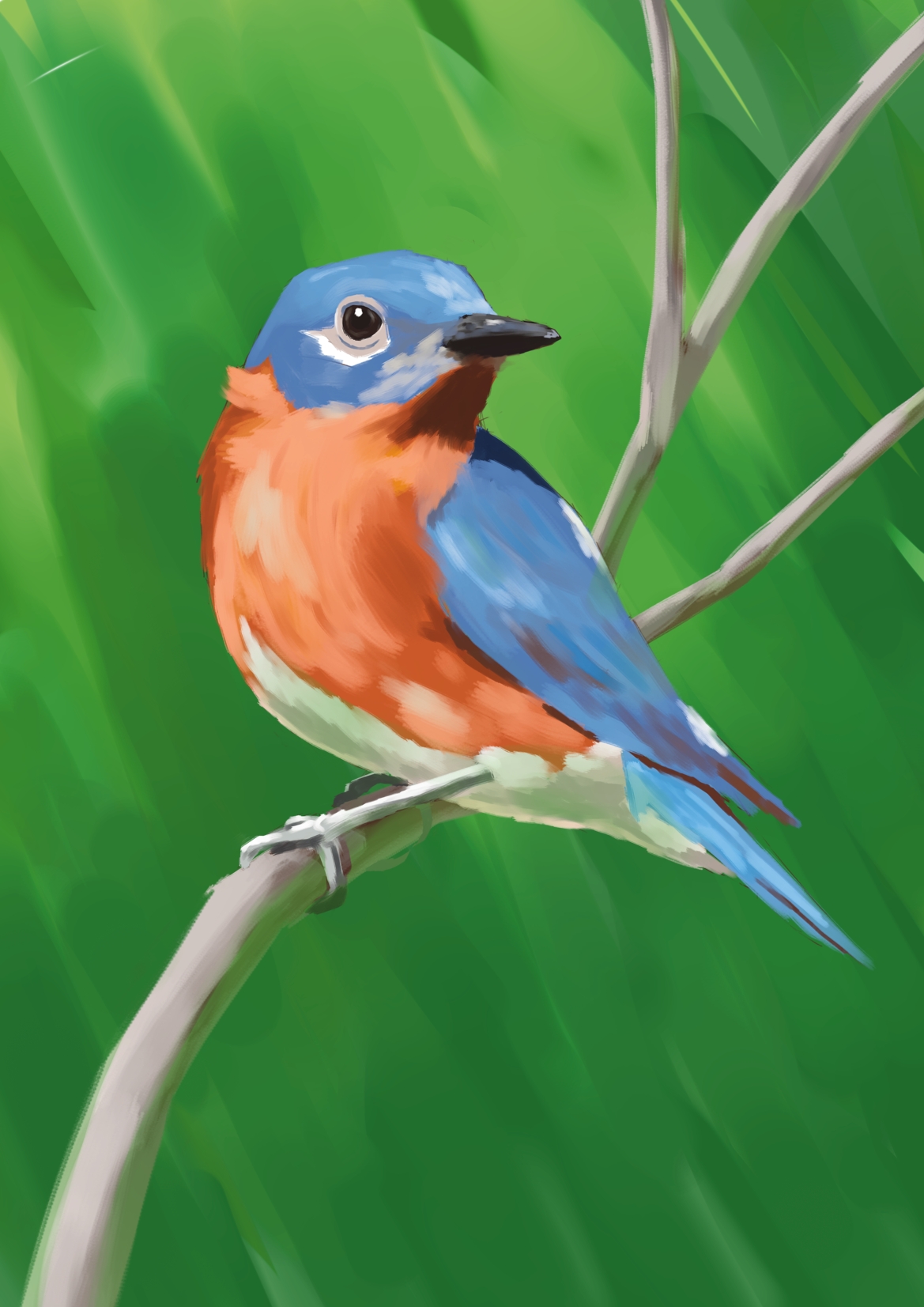 Eastern Bluebird